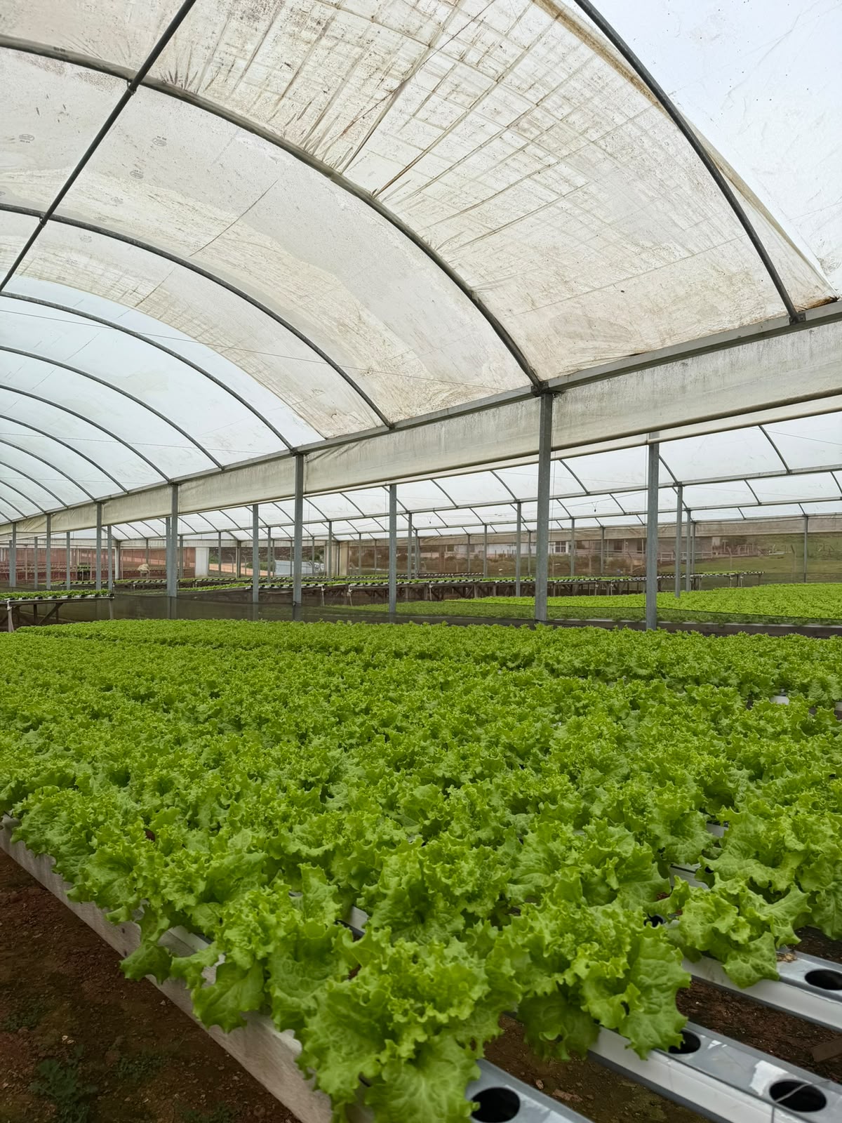 Estufa hidropônica da Hidroverde com alfaces